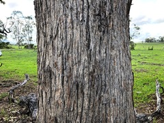 Angophora subvelutina