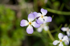 Raphanus sativus raphanistroides