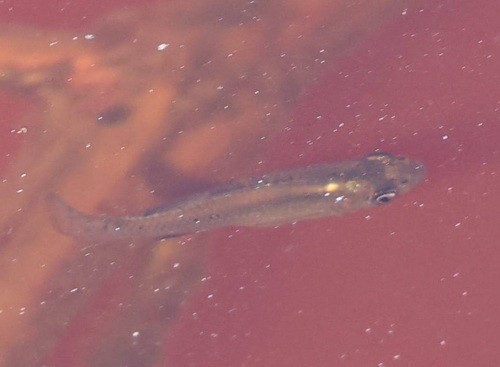Yucatan gambusia (Gambusia yucatana) — Poeciliidae — 4
