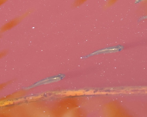 Yucatan gambusia (Gambusia yucatana) — Poeciliidae — 5