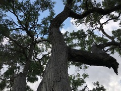 Angophora subvelutina