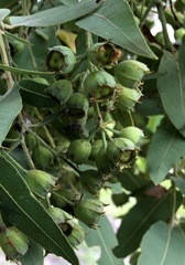 Angophora subvelutina