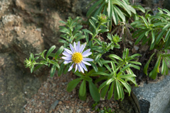 Aster asa-grayi