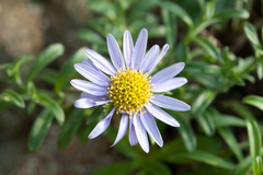 Aster asa-grayi