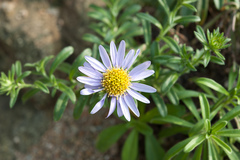 Aster asa-grayi