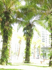 Syagrus schizophylla