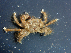 Pilumnus