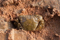 Hemigrapsus penicillatus