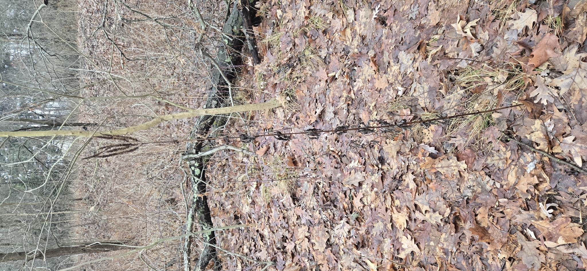 Rozrazilovec Pink Glow — foto