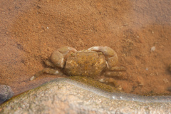 Hemigrapsus penicillatus