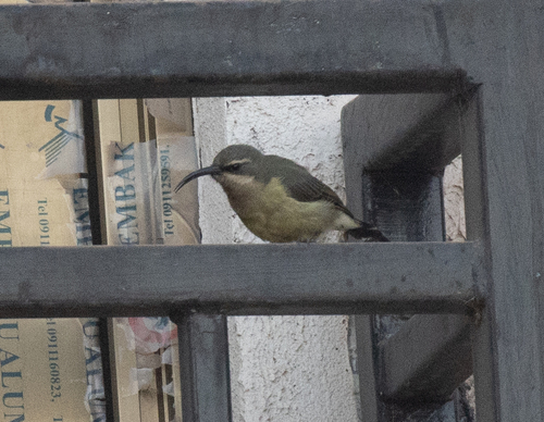 Tacazze Sunbird (Nectarinia tacazze), photo 9