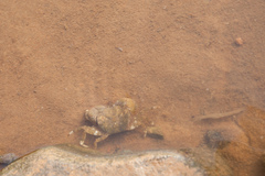 Hemigrapsus penicillatus