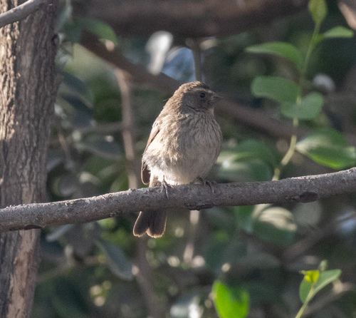 Brown-rumped Seedeater (Crithagra tristriata), photo 10