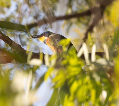 Ethiopian Bee-eater (Merops lafresnayii)