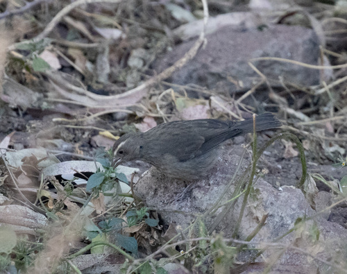 Brown-rumped Seedeater (Crithagra tristriata), photo 9
