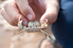 Hemigrapsus penicillatus