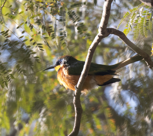 Ethiopian Bee-eater (Merops lafresnayii), photo 5