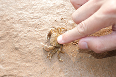 Hemigrapsus penicillatus