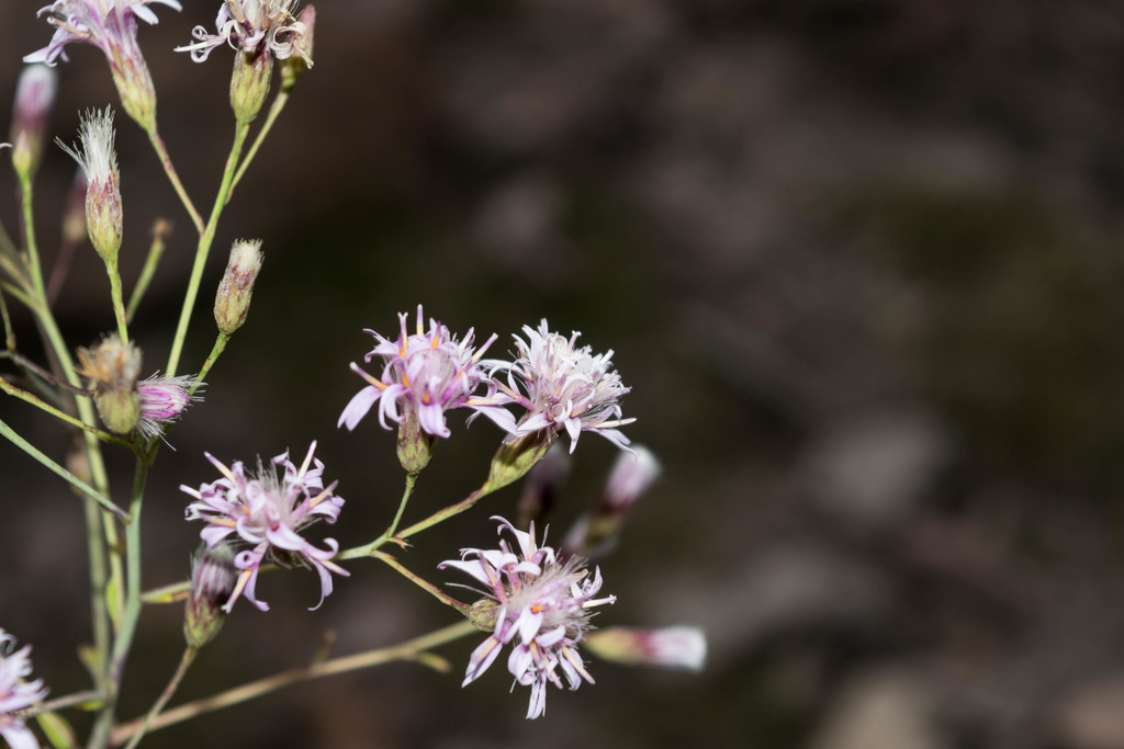Acourtia fruticosa