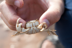 Hemigrapsus penicillatus