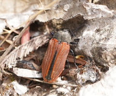 Castiarina erythroptera
