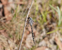 Austroaeschna parvistigma