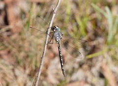 Austroaeschna parvistigma