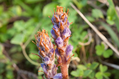 Orobanche coerulescens