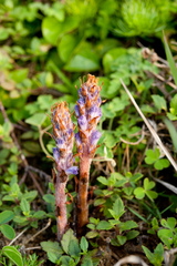 Orobanche coerulescens