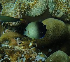 Acanthurus pyroferus