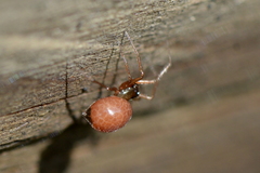 Ostearius melanopygius