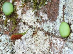 Lemmaphyllum microphyllum
