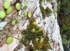 Lemmaphyllum microphyllum