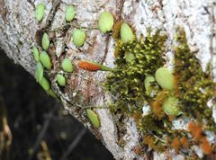 Lemmaphyllum microphyllum
