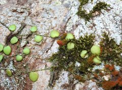 Lemmaphyllum microphyllum