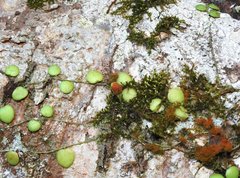 Lemmaphyllum microphyllum