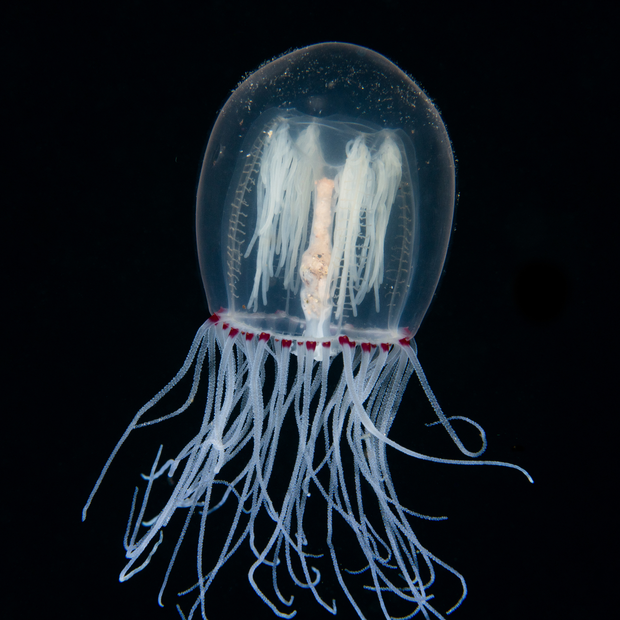 Polyorchis penicillatus (Eschscholtz, 1829)