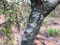 Denhamia cunninghamii