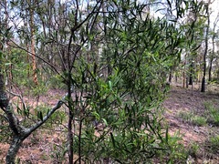 Denhamia cunninghamii