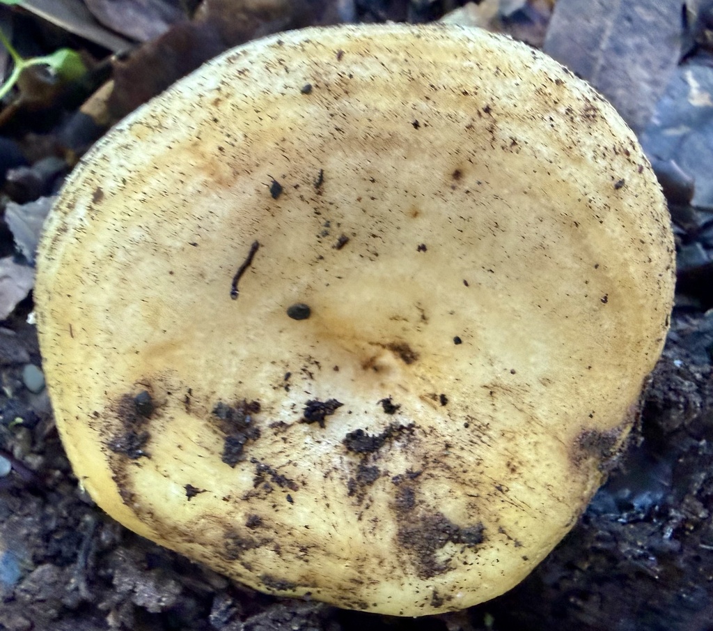 Lactarius alnicola · January 2026 · photo: © hllrnnr (iNaturalist, cc0)