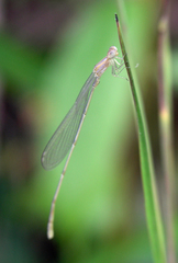 Aciagrion hisopa