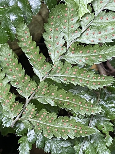 Parapolystichum munitum, 2026-01-08