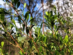 Dodonaea triangularis