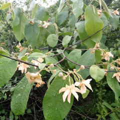 Miliusa velutina