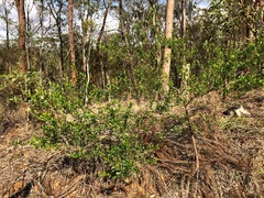 Dodonaea triangularis