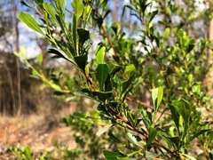 Dodonaea triangularis
