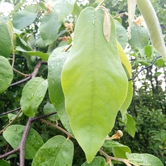 Miliusa velutina