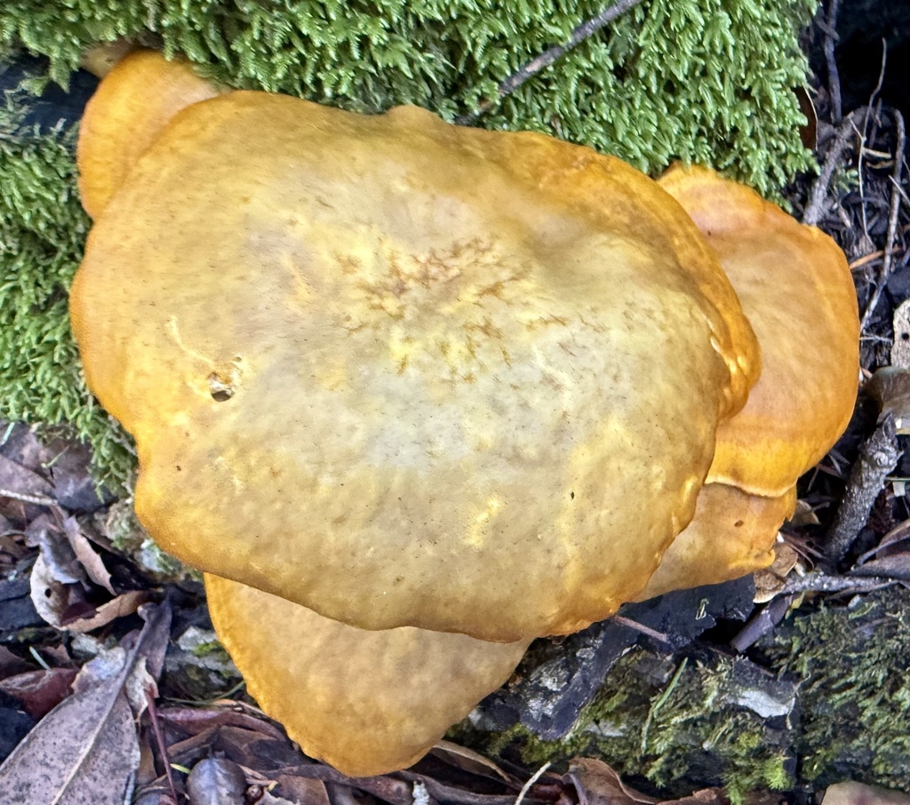 Omphalotus olivascens · January 2026 · photo: © hllrnnr (iNaturalist, cc0)