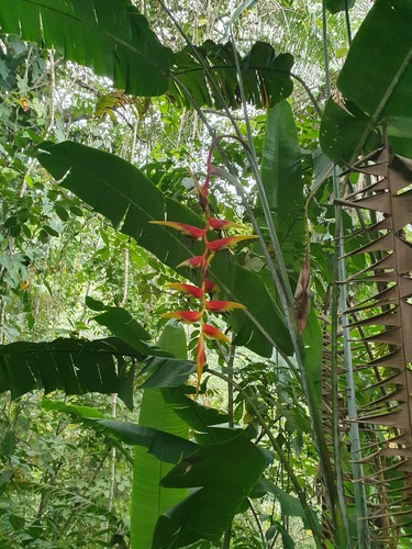 False Bird of Paradise (Heliconia platystachys)