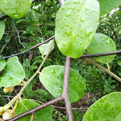 Miliusa velutina